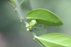 Suregada angustifolia